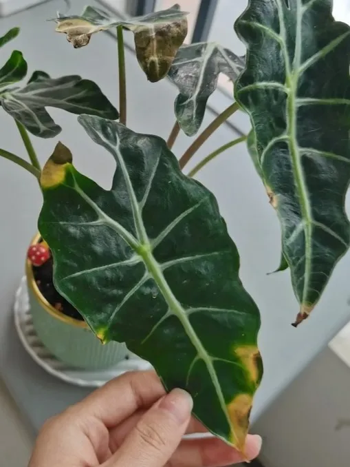 Dark green alocasia leaves with pale veins, showing yellowing and brown areas along the leaf edges and tips