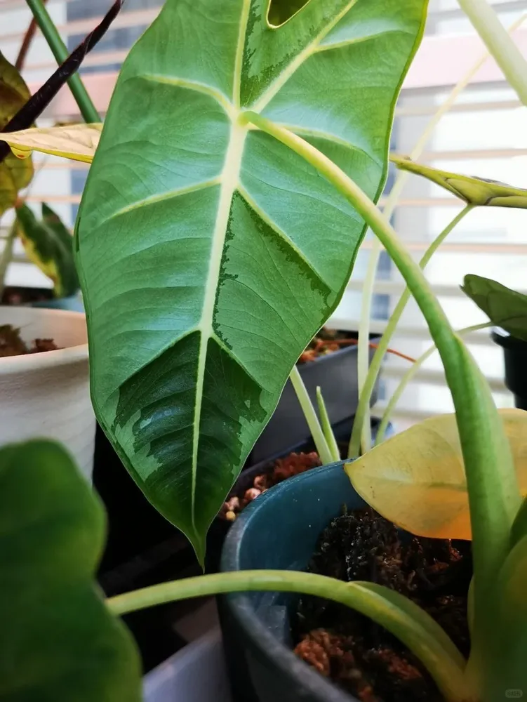 Single green alocasia leaf with prominent light-colored veins and darker green margins, photographed in a pot near a window