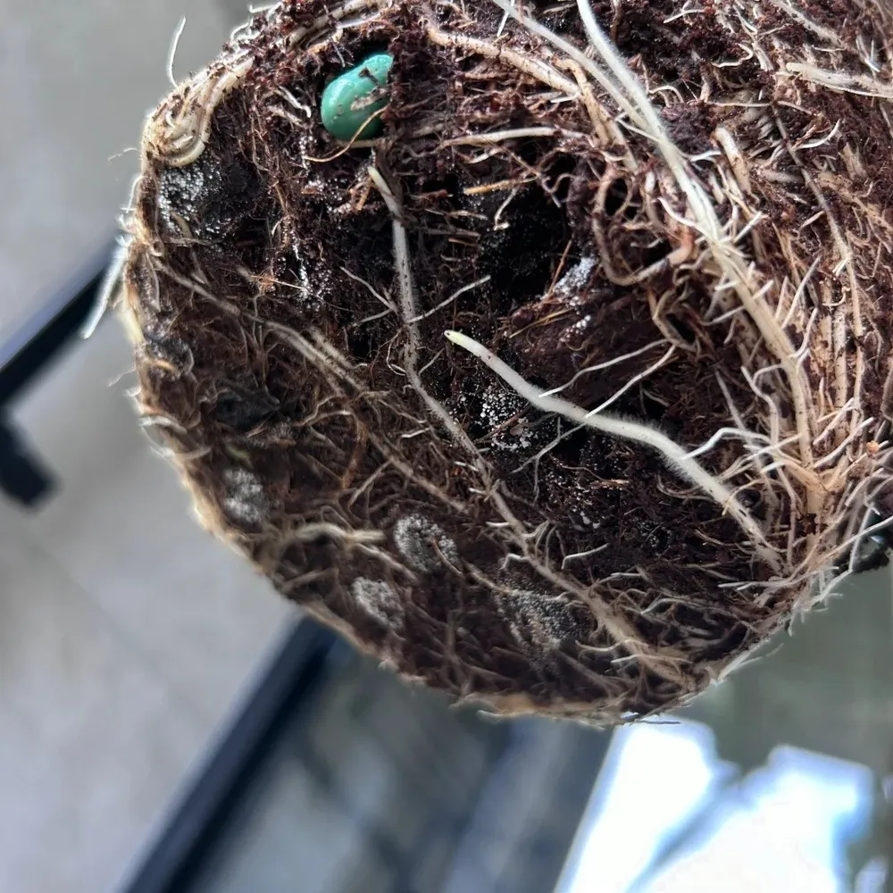 Alocasia root ball removed from its pot, showing compact roots surrounded by dark, moist soil
