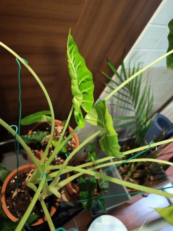 Case Four Low Light Causing Stretching and Wrinkled Leaves