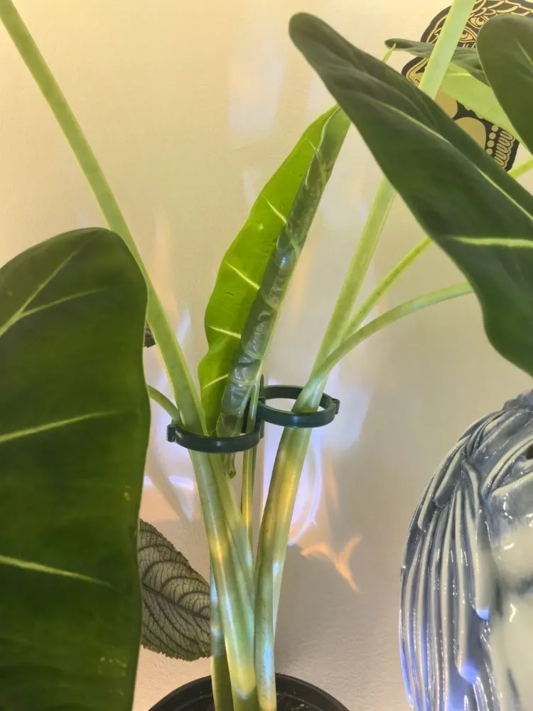 Case One Normal Delayed Unfurling (No Action Needed)