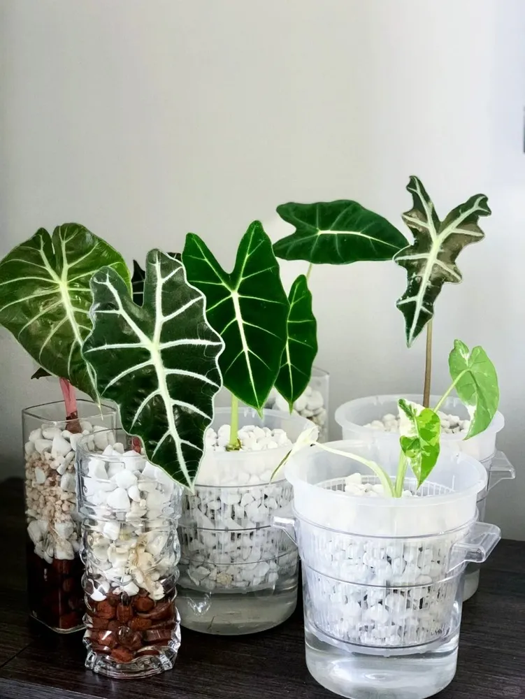 How I Converted My Alocasia Frydek to Semi-Hydro (And What I Learned)