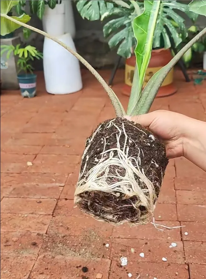 If the Roots Are Healthy