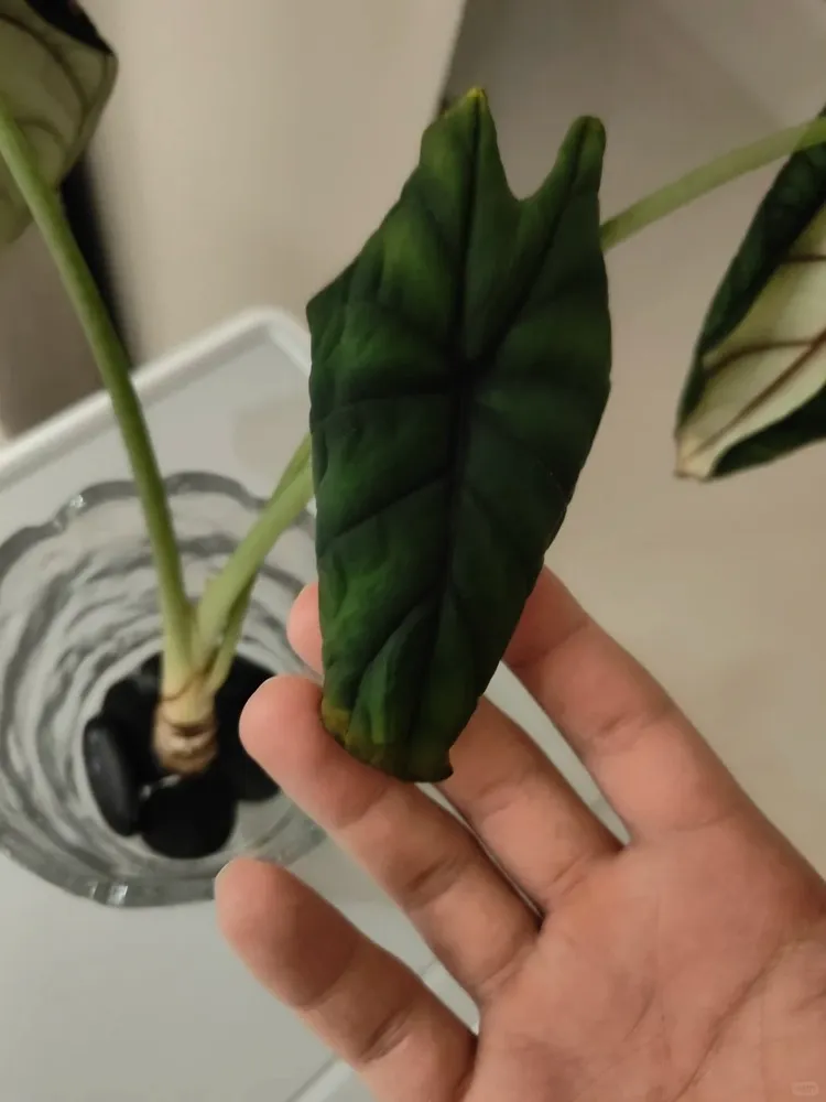 Mistake #2 Newly Purchased Plant + Low Root Mass