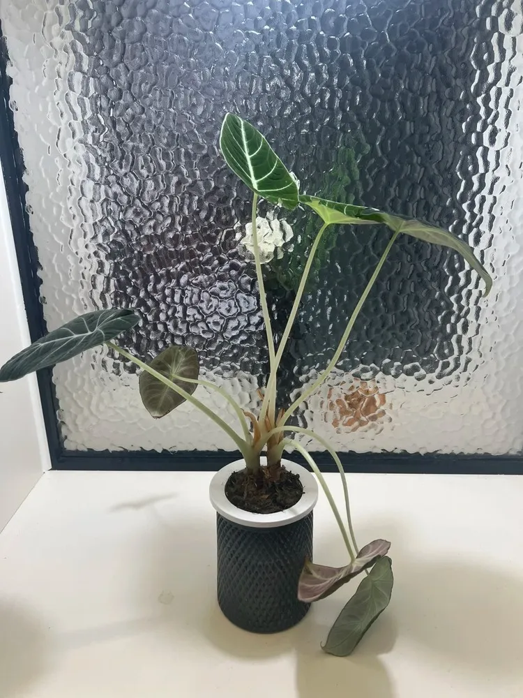 Mistake #3 Light Deficiency and the Downward Spiral