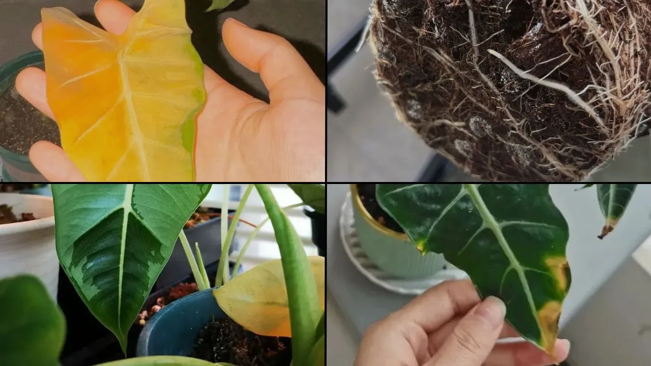 Overwatered Alocasia 6 Real Symptoms I’ve Seen in My Own Plants