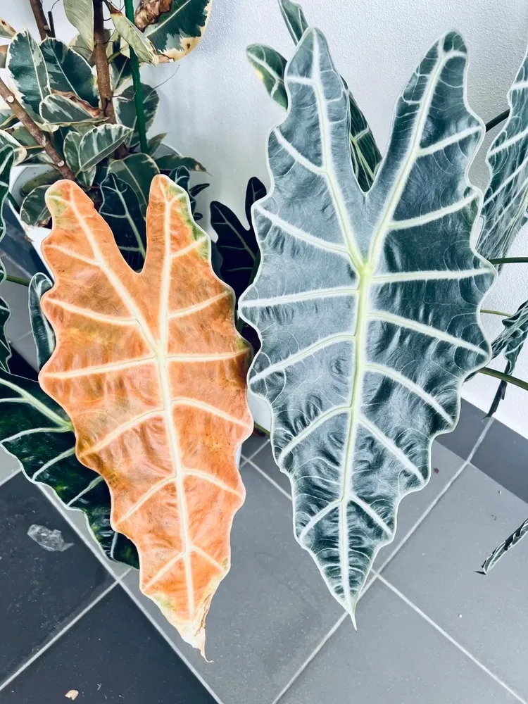 What Normal Leaf Turnover Looks Like