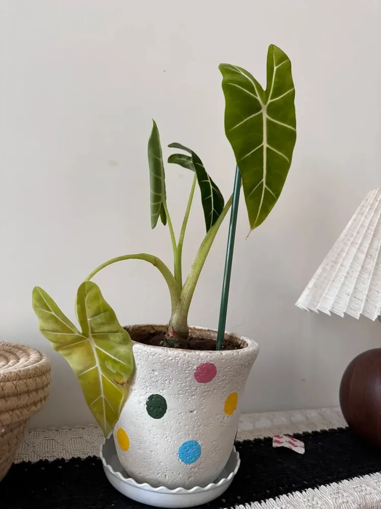 When Leaf Loss Is Happening Too Fast