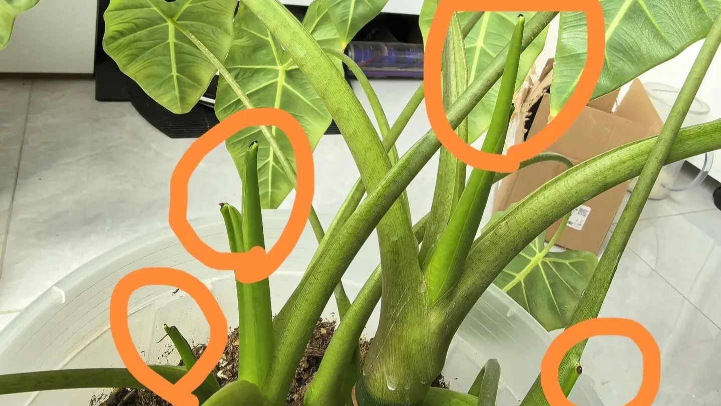 Why Your Alocasia Leaf Won’t Unfurl (Normal or a Problem)