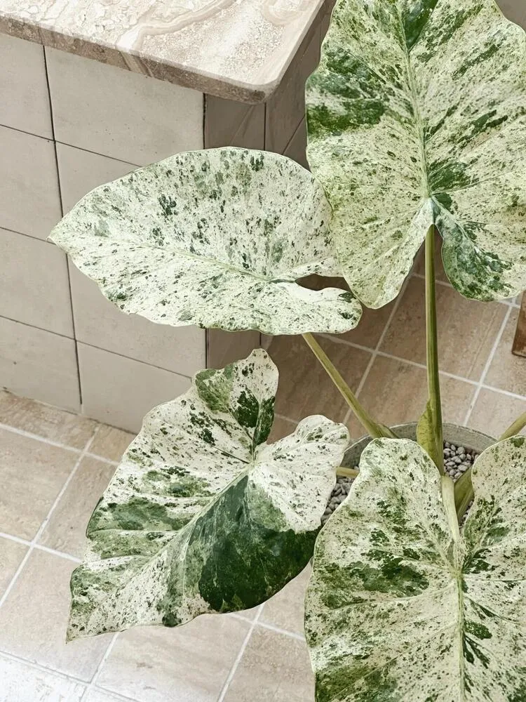 Alocasia Odora ‘Batik’ Care: Is This the Easiest Variegated Alocasia? 5 Top view of Alocasia Odora Batik showing a full upright growth habit