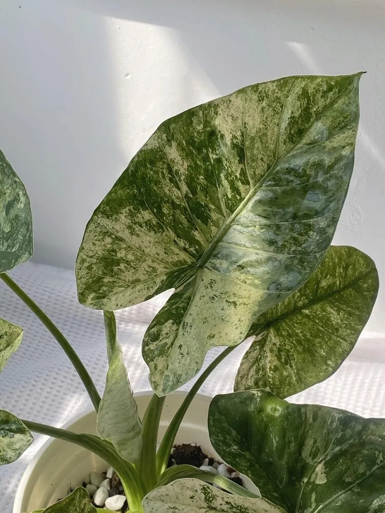 Alocasia Odora ‘Batik’ Care: Is This the Easiest Variegated Alocasia? 4 Mature Alocasia Odora Batik leaf with silver and green marbled variegation