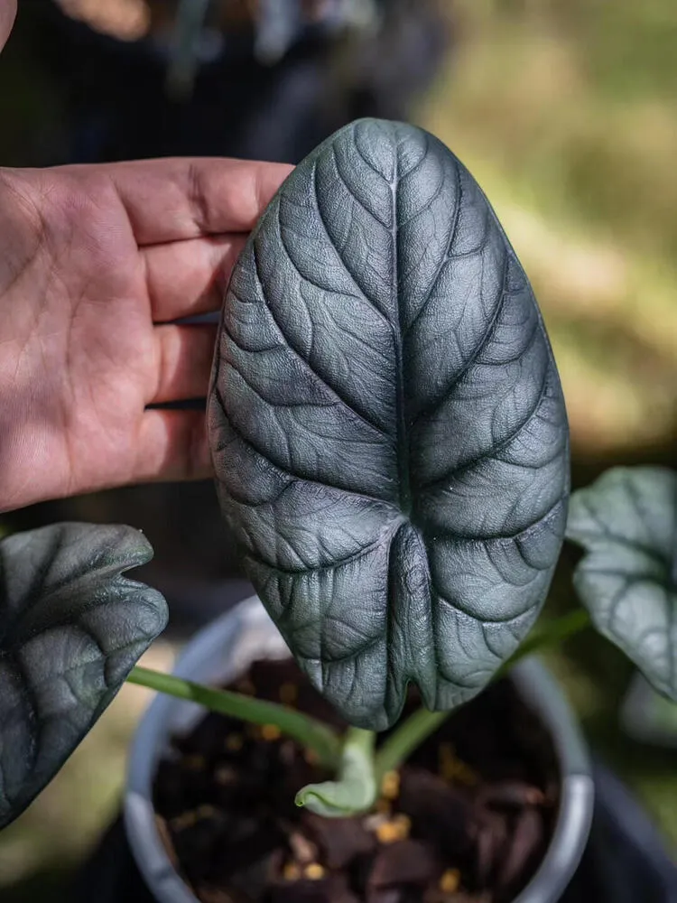 Small Alocasia Maharani leaf with soft grey surface and rounded texture