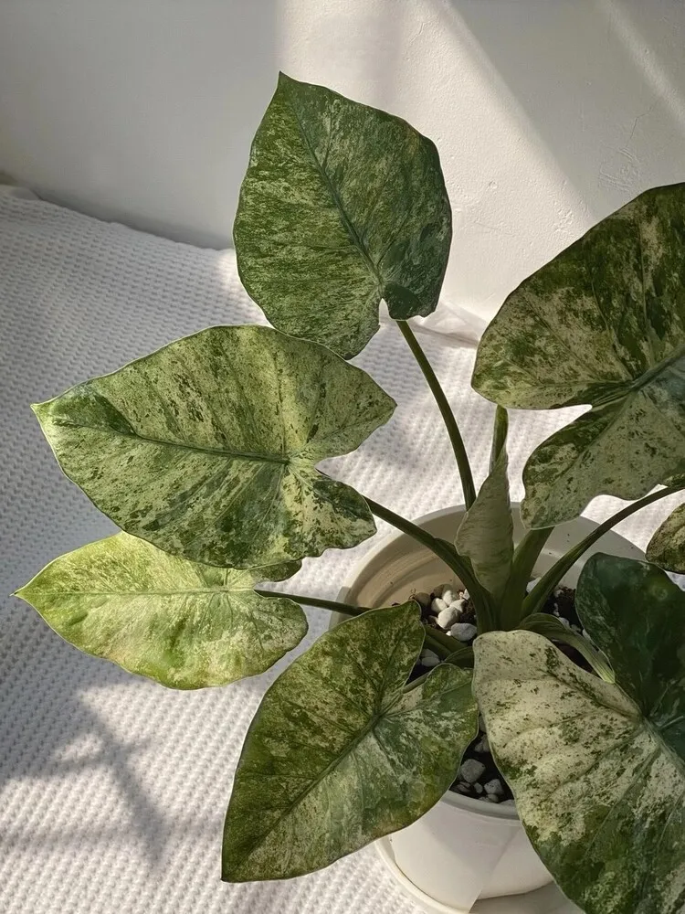 Alocasia Odora ‘Batik’ Care: Is This the Easiest Variegated Alocasia? 7 Healthy Alocasia Odora Batik in a white pot with stable upright leaves