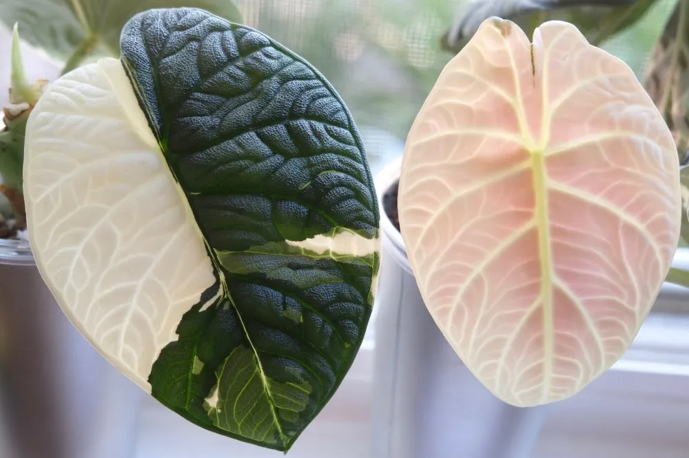 Alocasia Maharani Albo With a Fresh Pink Tinted Leaf
