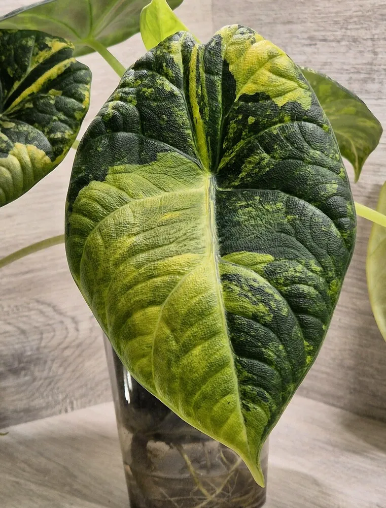 Alocasia Maharani Aurea with yellow and green variegated leaf