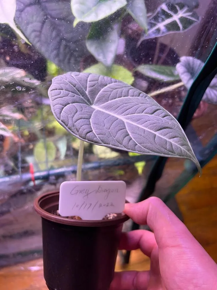 Alocasia Maharani When I First Received It