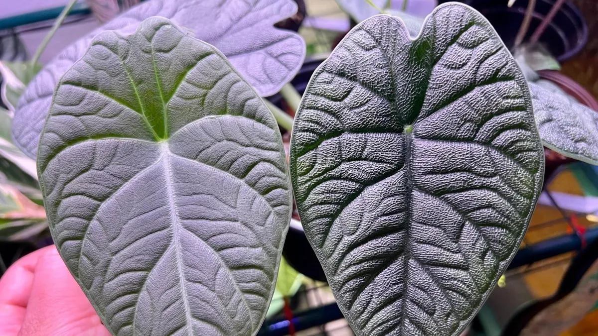 Alocasia Maharani vs Alocasia Melo After Recovery