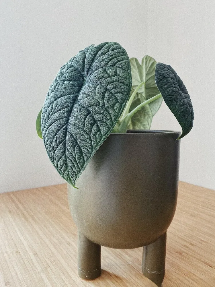 Alocasia Melo with dark heavily textured leaves in a black pot