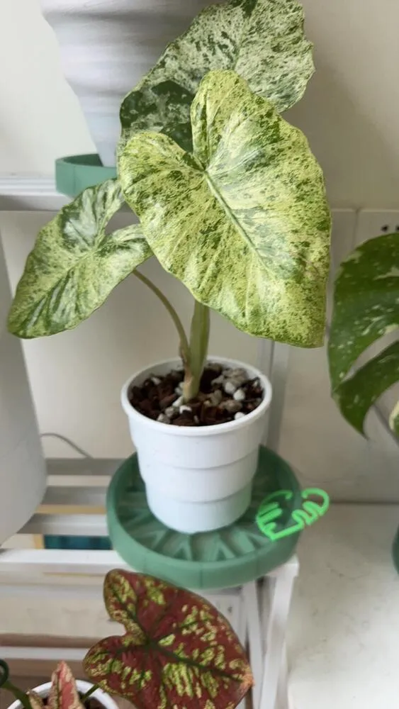 Alocasia Odora ‘Batik’ Care: Is This the Easiest Variegated Alocasia? 12 Alocasia Odora Batik in a white pot after being transferred from moss ball to soil