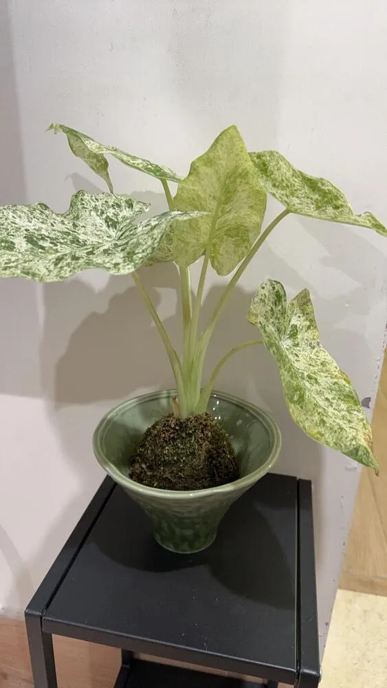 Alocasia Odora ‘Batik’ Care: Is This the Easiest Variegated Alocasia? 11 Alocasia Odora Batik growing in a moss ball before being moved to soil