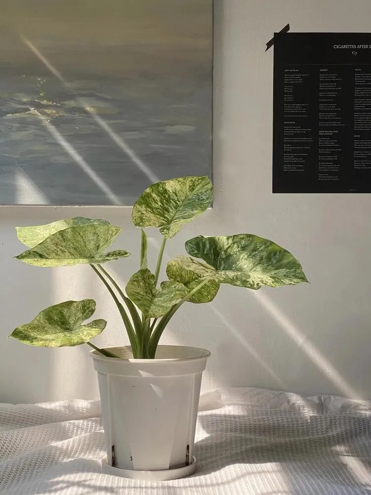 Alocasia Odora ‘Batik’ Care: Is This the Easiest Variegated Alocasia? 1 Alocasia Odora Batik growing indoors in a white pot near bright natural light