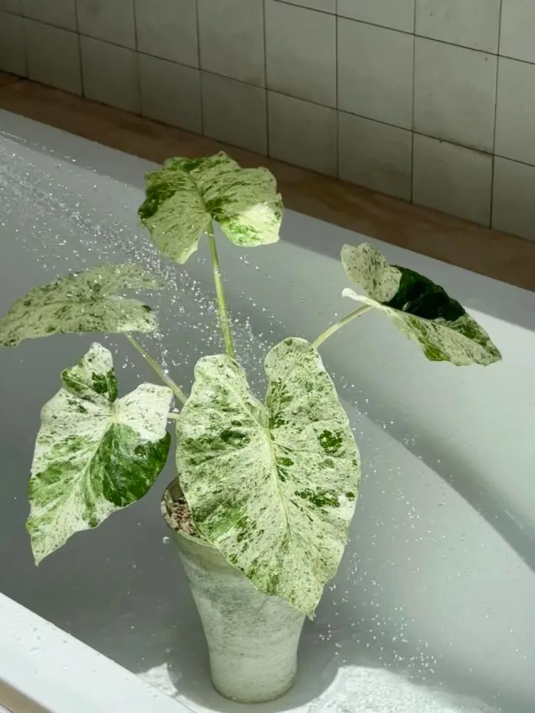 Alocasia Odora ‘Batik’ Care: Is This the Easiest Variegated Alocasia? 9 Alocasia Odora Batik placed in strong bright light indoors