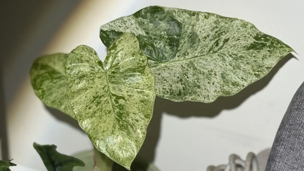 Alocasia Odora ‘Batik’ Care Is This the Easiest Variegated Alocasia