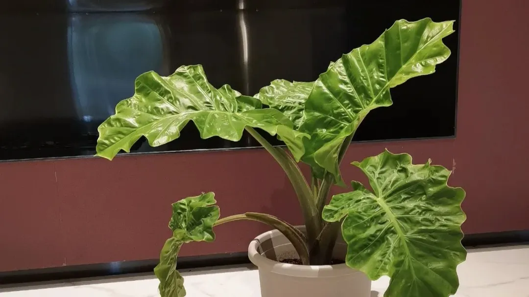 Alocasia Portora Care A Giant Elephant Ear That’s Surprisingly Easy to Grow