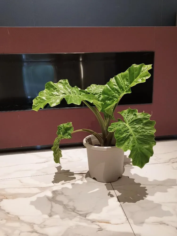 Alocasia Portora growing in a white pot indoors