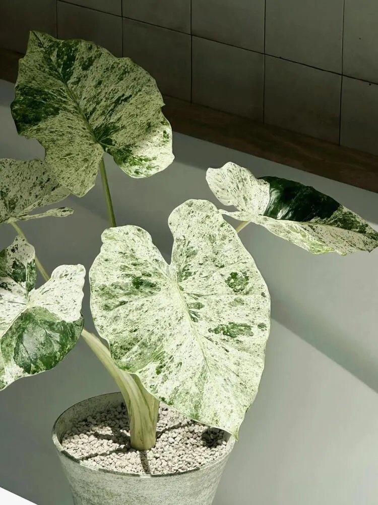 Alocasia Odora ‘Batik’ Care: Is This the Easiest Variegated Alocasia? 10 Alocasia Odora Batik leaves in bright indoor light showing compact growth