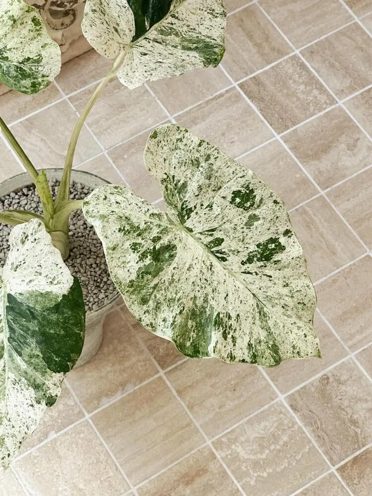Alocasia Odora ‘Batik’ Care: Is This the Easiest Variegated Alocasia? 6 Alocasia Odora Batik with broad variegated leaves and upright stems