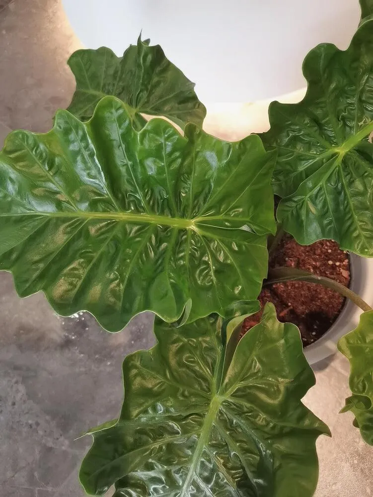 Top view of Alocasia Portora leaves in bright indoor light