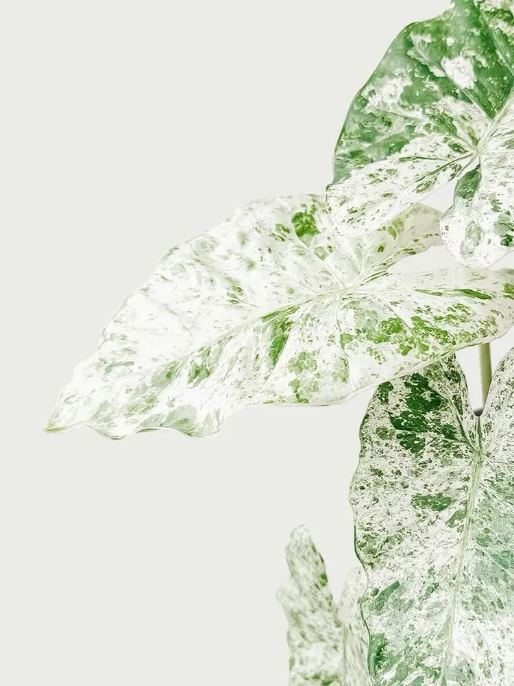 Alocasia Odora ‘Batik’ Care: Is This the Easiest Variegated Alocasia? 2 Highly variegated leaf of Alocasia Odora Batik with white and green marbling