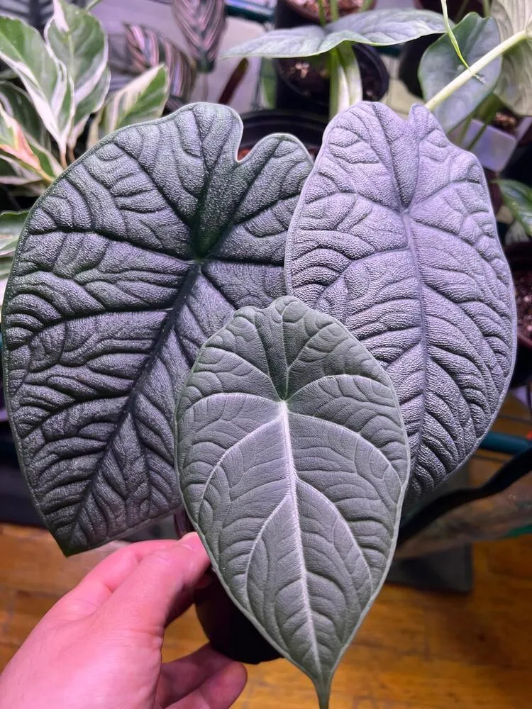Alocasia Maharani leaf compared with darker textured Alocasia leaves