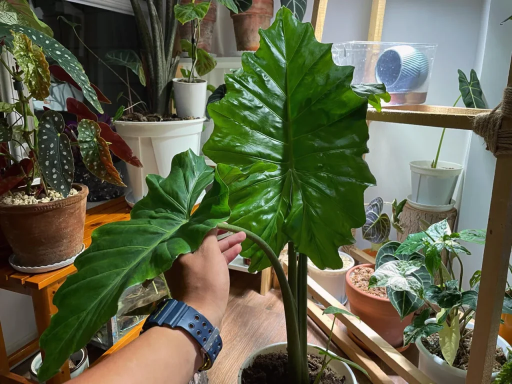 Alocasia Portora Care: A Giant Elephant Ear That's Surprisingly Easy to Grow  | Alocasia Plant