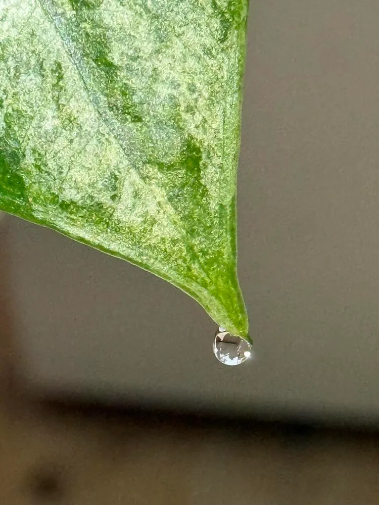 Alocasia Odora ‘Batik’ Care: Is This the Easiest Variegated Alocasia? 13 Close-up of guttation droplet on the leaf tip of Alocasia Odora Batik