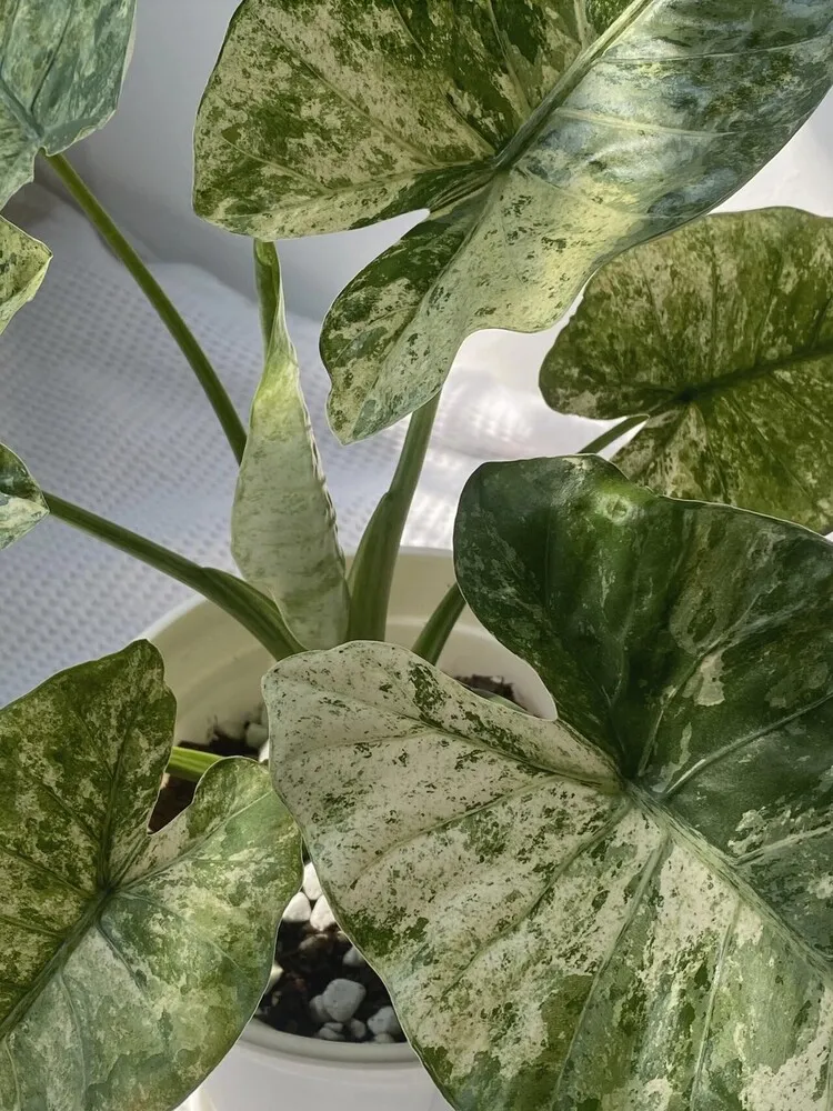 Alocasia Odora ‘Batik’ Care: Is This the Easiest Variegated Alocasia? 3 Close-up of silver-green marbling on Alocasia Odora Batik leaves
