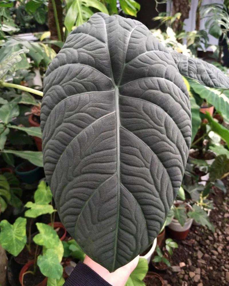 Large grey Alocasia Maharani leaf showing soft matte texture