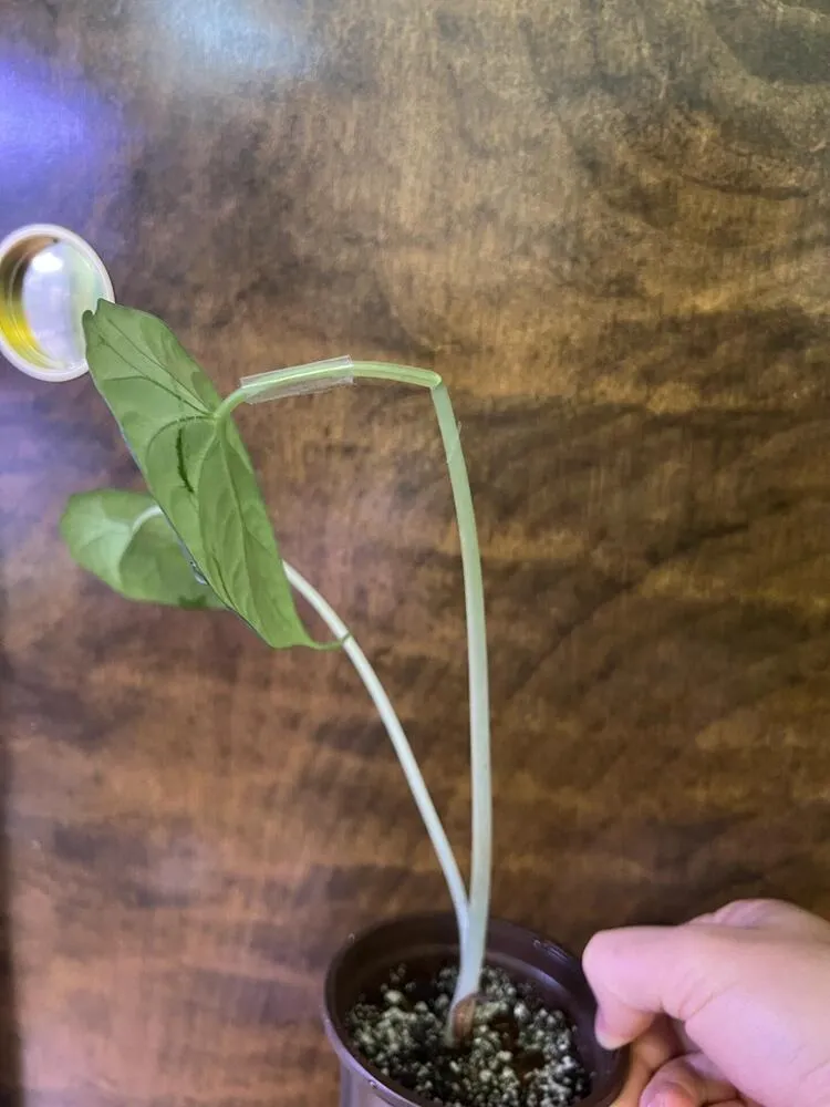 Alocasia Maharani with stretched petioles and a broken stem supported after shipping damage