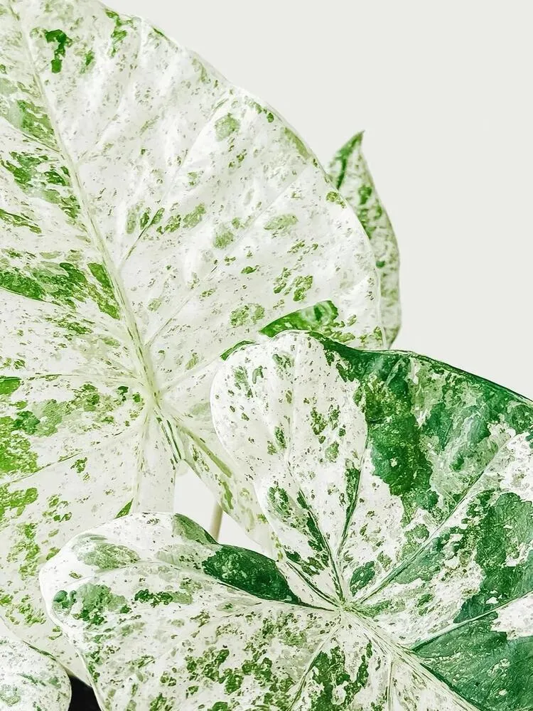 Alocasia Odora ‘Batik’ Care: Is This the Easiest Variegated Alocasia? 8 Cluster of Alocasia Odora Batik leaves showing white and green marbled foliage