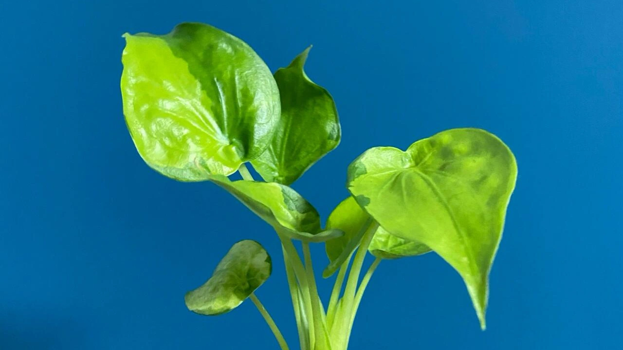 Alocasia Cucullata Care: Why This Beginner Alocasia Surprised Me