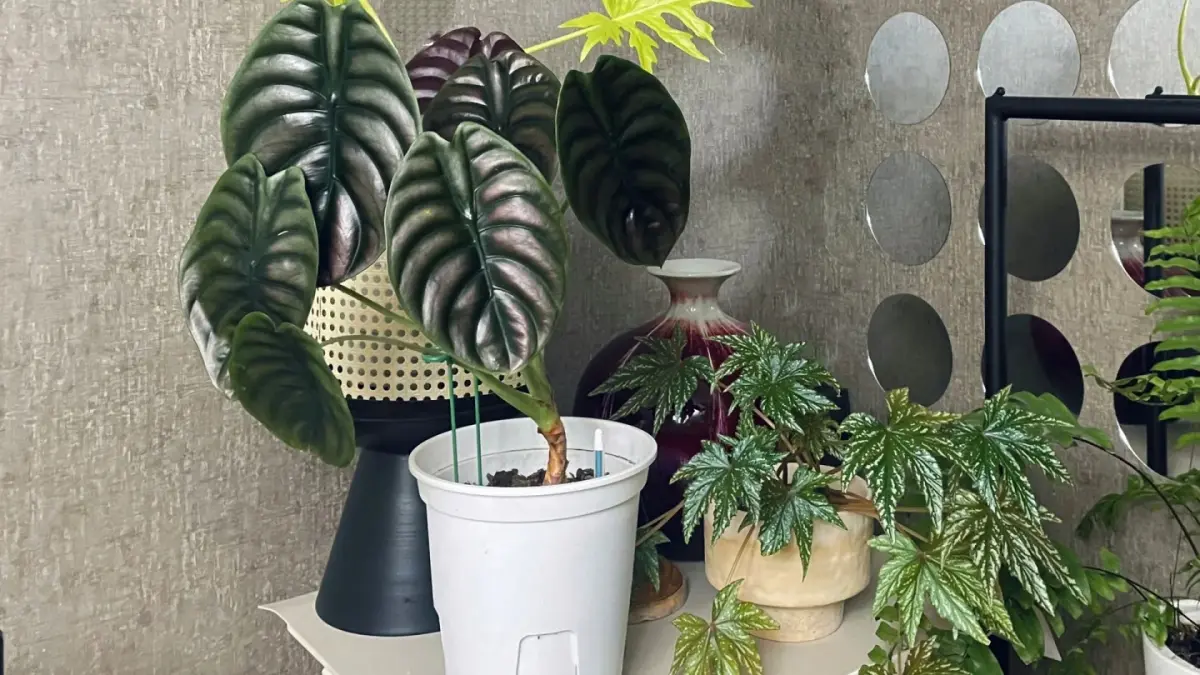 Alocasia Cuprea Care: What I Learned From a Wobbly Plant