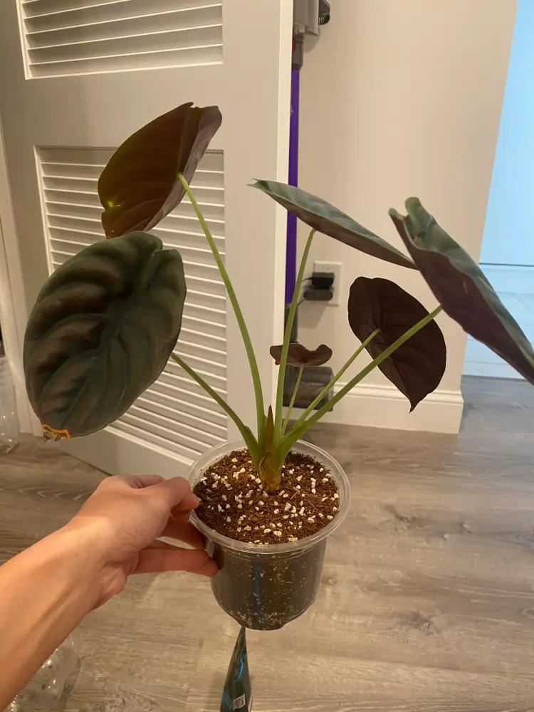 Alocasia Cuprea in a clear pot with dull leaves and slightly unstable growth before soil change