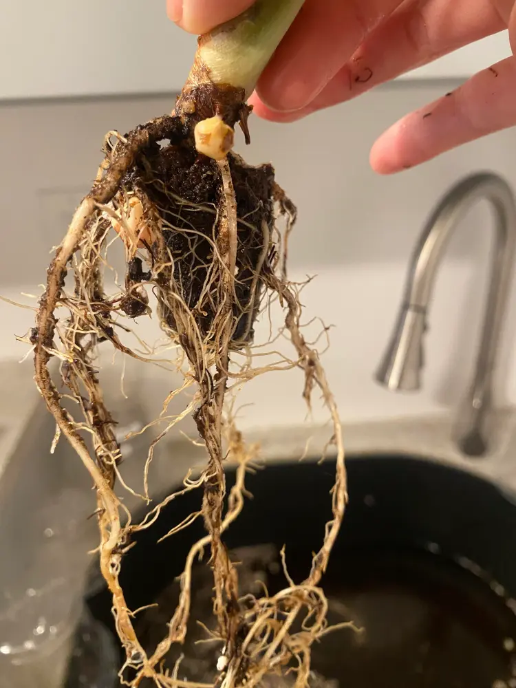 Alocasia Cuprea roots after being removed from the pot, showing some healthy roots and an elongated base
