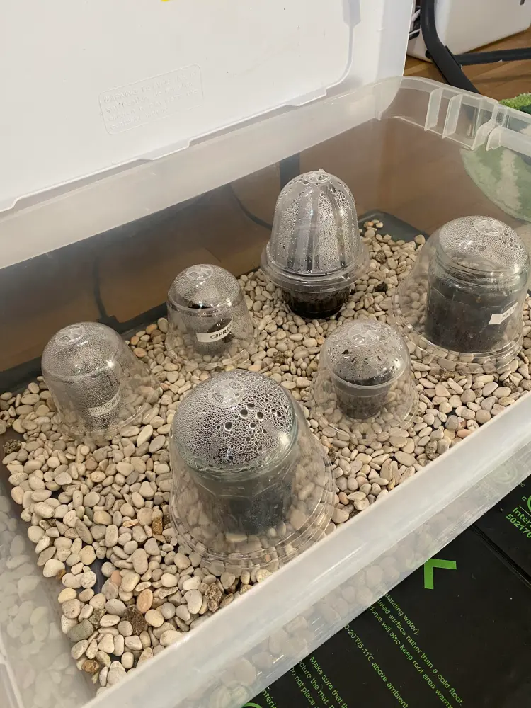 Small Alocasia offsets placed inside a covered humidity propagation box with other young plants