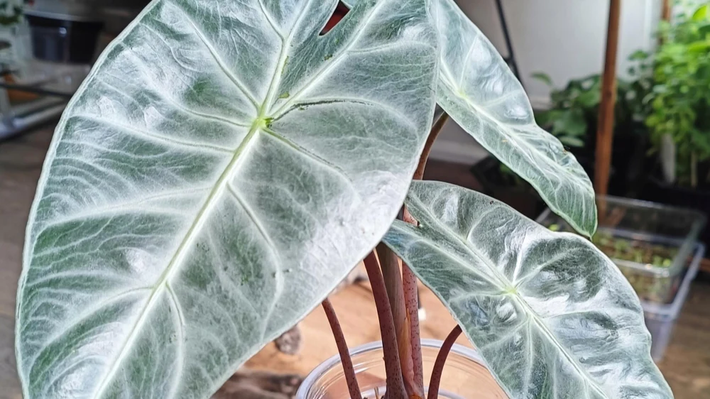 Alocasia Pink Dragon: How Mine Came Back After Spider Mites and Winter Stall