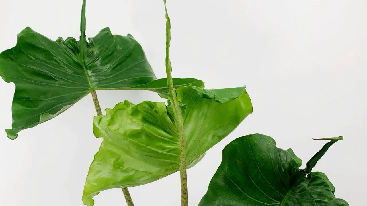 Alocasia Stingray Care: My First Spider Mite Battle and What I Learned