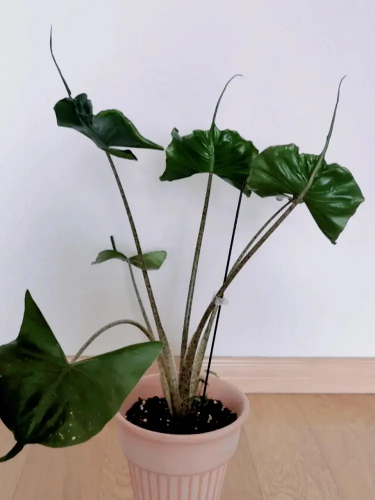 Alocasia Stingray isolated in a pot before spider mite treatment