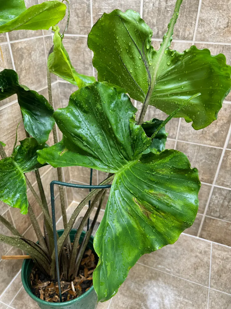 Alocasia Stingray leaves with yellow speckling before spider mite treatment