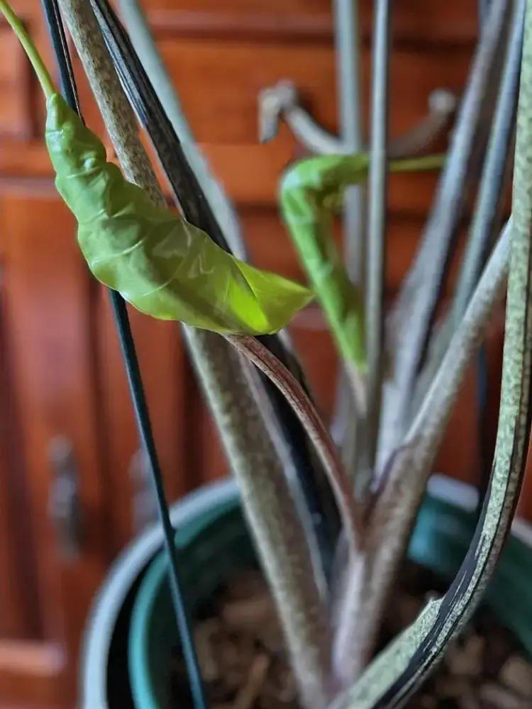 new Alocasia Stingray leaf emerging after spider mite treatment and recovery